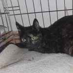 Znaleziono kota, Toruń, 7 lipca 2024