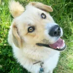 Pies do adopcji, Sosnowice, 24 czerwca 2024