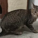 Znaleziono kota, Pieckowo, 15 lipca 2024