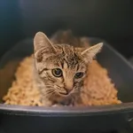 Znaleziono kota, Łódź, 14 lipca 2024