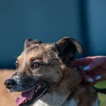 Pies do adopcji, Racławice, 12 lipca 2024