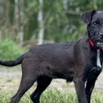 Imię: Gratka Czip: 616093902532886 Płeć: samica Wiek: styczeń 2024 Wielkość: mała Kastracja/sterylizacja: tak Inne Psy: Akceptuje towarzystwo innych zwierząt Dzieci: W wieku szkolnym Charakter: Radosn