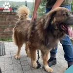 Znaleziono psa, Dąbrówka, 13 lipca 2024