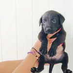 Pies do adopcji, Racławice, 11 lipca 2024