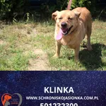 Klinka