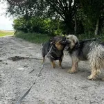 Figa i Tofu z Przytuliska w Wolsztynie szukają domów 🙂 Psiaki przyjechały do nas 7 czerwca 2024r. z Wroniaw. Biegały razem. Prawdopodobnie błąkały się już od kilku miesięcy, były widywane również na 