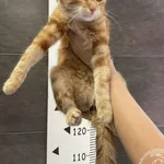 Przyjęty: 2024-07-15 Gmina: Imielin Płeć: Kotka Opis: europejska, rude