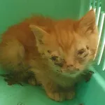 Znaleziono kota, Toruń, 7 lipca 2024