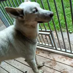 Pies do adopcji, Orzechowce, 13 lipca 2024