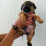 Pies do adopcji, Racławice, 11 lipca 2024