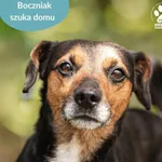 Pies do adopcji, Dąbrówka, 15 lipca 2024