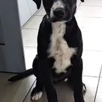 Znaleziono psa, Lublin, 14 lipca 2024