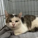 Nr: 294/2024 - Kot z Świebodzice Miasto