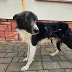 Pies do adopcji, Ropczyce, 15 lipca 2024