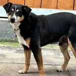 PIES Z INTERWENCJI DNIA 15.07.2024