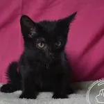 Kot do adopcji, Chełmek, 29 czerwca 2024