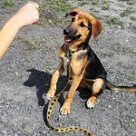 Lucky, Pies przywieziony z terenu miasta Piekary Śląskie