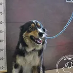 Przyjęty: 2024-07-16 Gmina: Libiąż Płeć: Pies Opis: border collie, tricolor