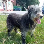 Pies do adopcji, Ropczyce, 16 lipca 2024