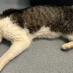 Znaleziono kota, Lublin, 14 lipca 2024