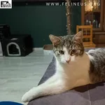 Kot do adopcji, Chmielnik, 16 lipca 2024