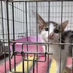 Kot do adopcji, Orzechowce, 16 lipca 2024