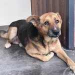 Przyjęty: 2024-07-15 Gmina: Chełmek Płeć: Pies Opis: mieszaniec, czarna-podpalana