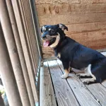 Pies do adopcji, Orzechowce, 16 lipca 2024