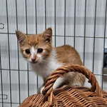 Kot do adopcji, Orzechowce, 16 lipca 2024