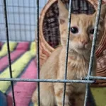 Kot do adopcji, Orzechowce, 16 lipca 2024