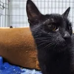 Kot do adopcji, Orzechowce, 16 lipca 2024