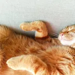 ZAGINĄŁ KOT FREDZIO