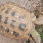 Znaleziono zwierzę, Lublin, 17 lipca 2024