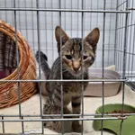 Kot do adopcji, Orzechowce, 16 lipca 2024