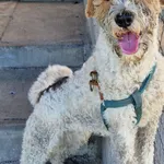 Znaleziono psa, Gdańsk, 17 lipca 2024