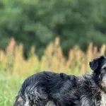 Imię: Tuptuś Czip: 616093902530139 Płeć: samiec Wiek: styczeń 2020 Wielkość: maly Kastracja/sterylizacja: tak Inne Psy: Akceptuje towarzystwo innych zwierząt Dzieci: W wieku szkolnym Charakter: Energi