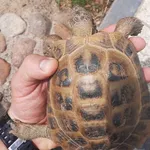 Znaleziono zwierzę, Lublin, 17 lipca 2024