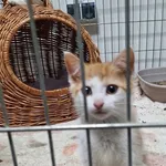Kot do adopcji, Orzechowce, 16 lipca 2024