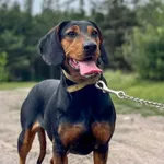 Imię: Werka Czip: 616093902532887 Płeć: samica Wiek: styczeń 2023 Wielkość: średnia Kastracja/sterylizacja: tak Inne Psy: Akceptuje towarzystwo innych zwierząt Dzieci: W wieku szkolnym Charakter: Ener