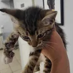 Kocurek poz. 24/432/K