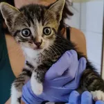 Kocurek poz. 24/444/K