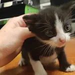 Kocurek poz. 24/418/K