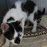 Kocurek poz. 24/417/K