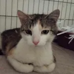 Znaleziono kota, Toruń, 13 lipca 2024