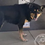 Znaleziono psa, Chełmek, 14 lipca 2024