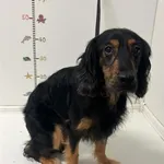 Pies przywieziony z terenu miasta Piekary Śląskie