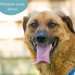 Pies do adopcji, Dąbrówka, 18 lipca 2024