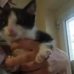 Kocurek poz. 24/416/K