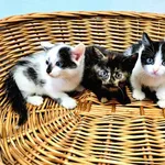 Kot do adopcji, Ropczyce, 17 lipca 2024