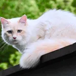 Zaginął kot Benek w Antoninku 